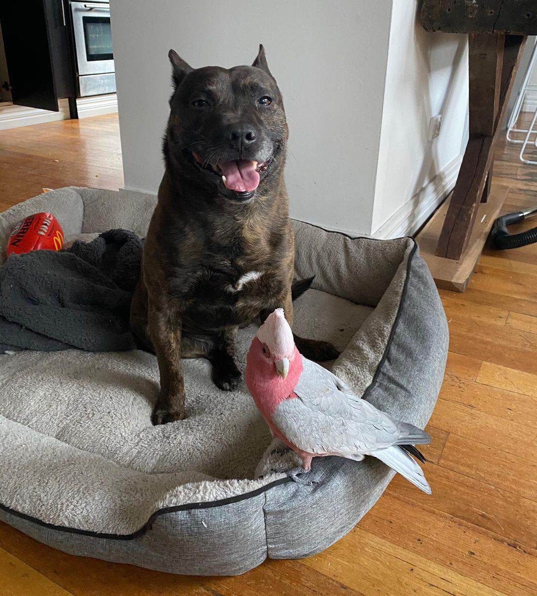 dog and parrot on dog bed