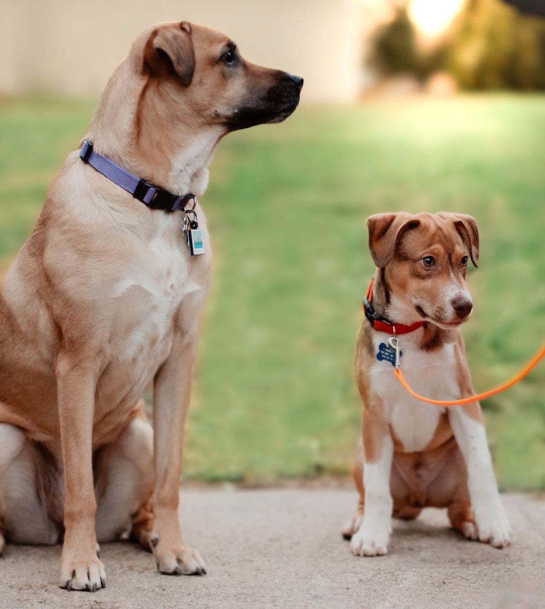 dog and puppy on a leash
