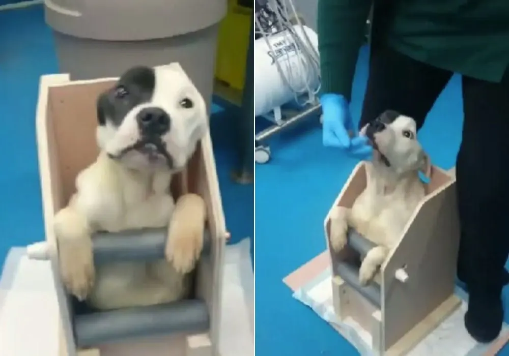 dog and vet