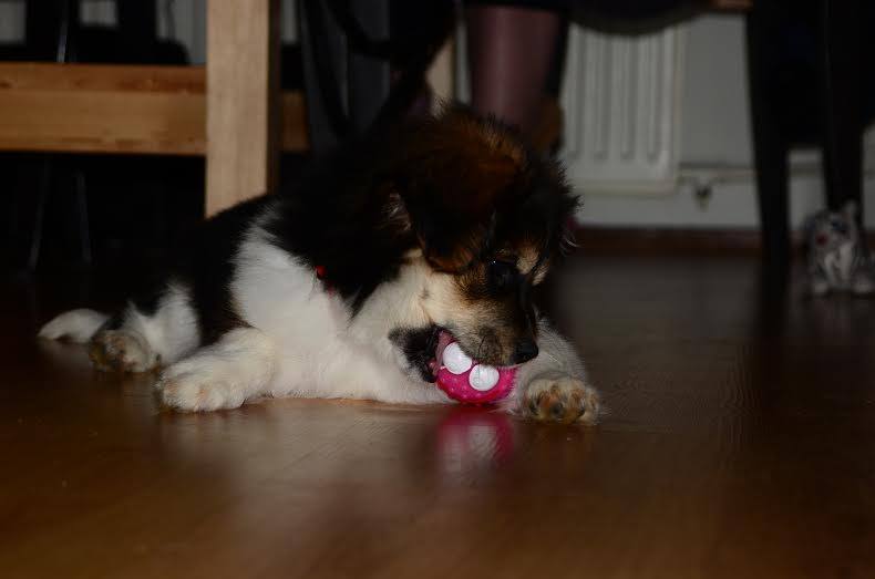 dog biting its toy