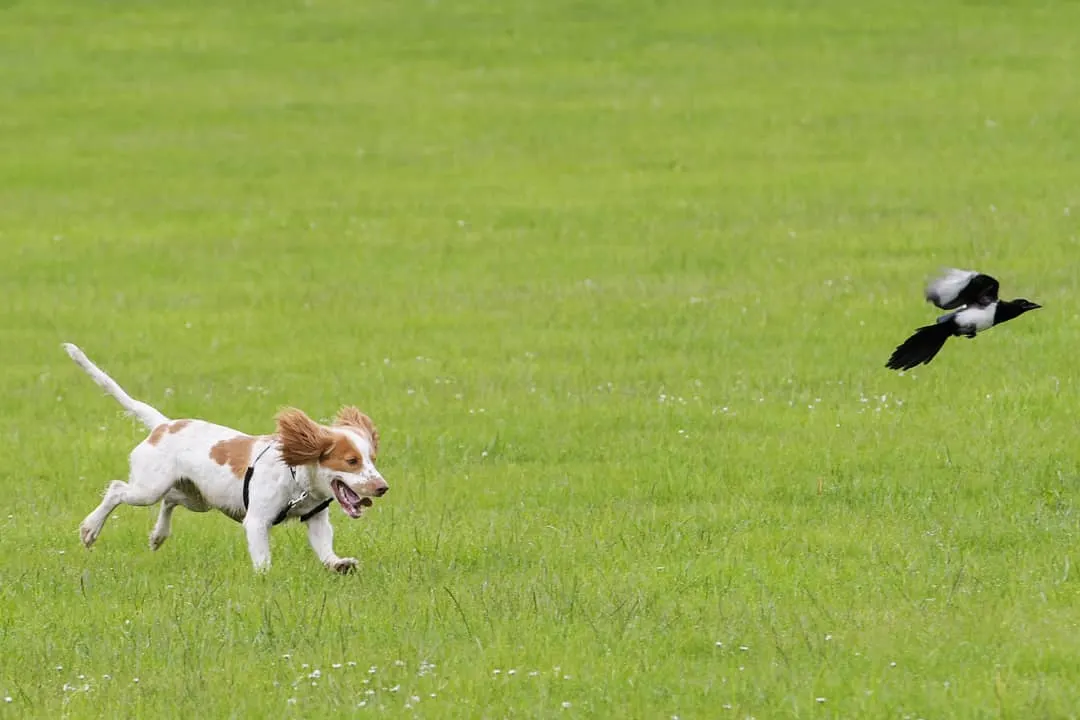 dog chasing bird