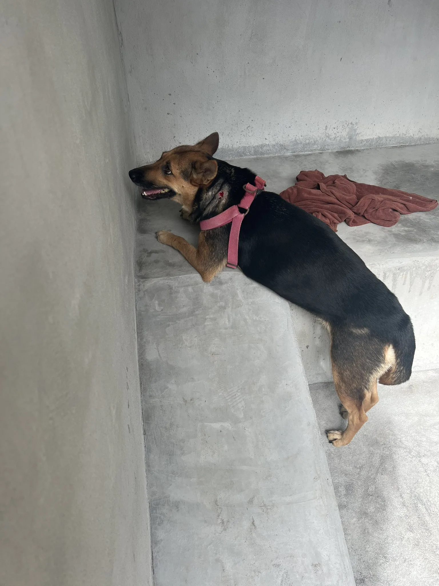 dog climbing on concrete step
