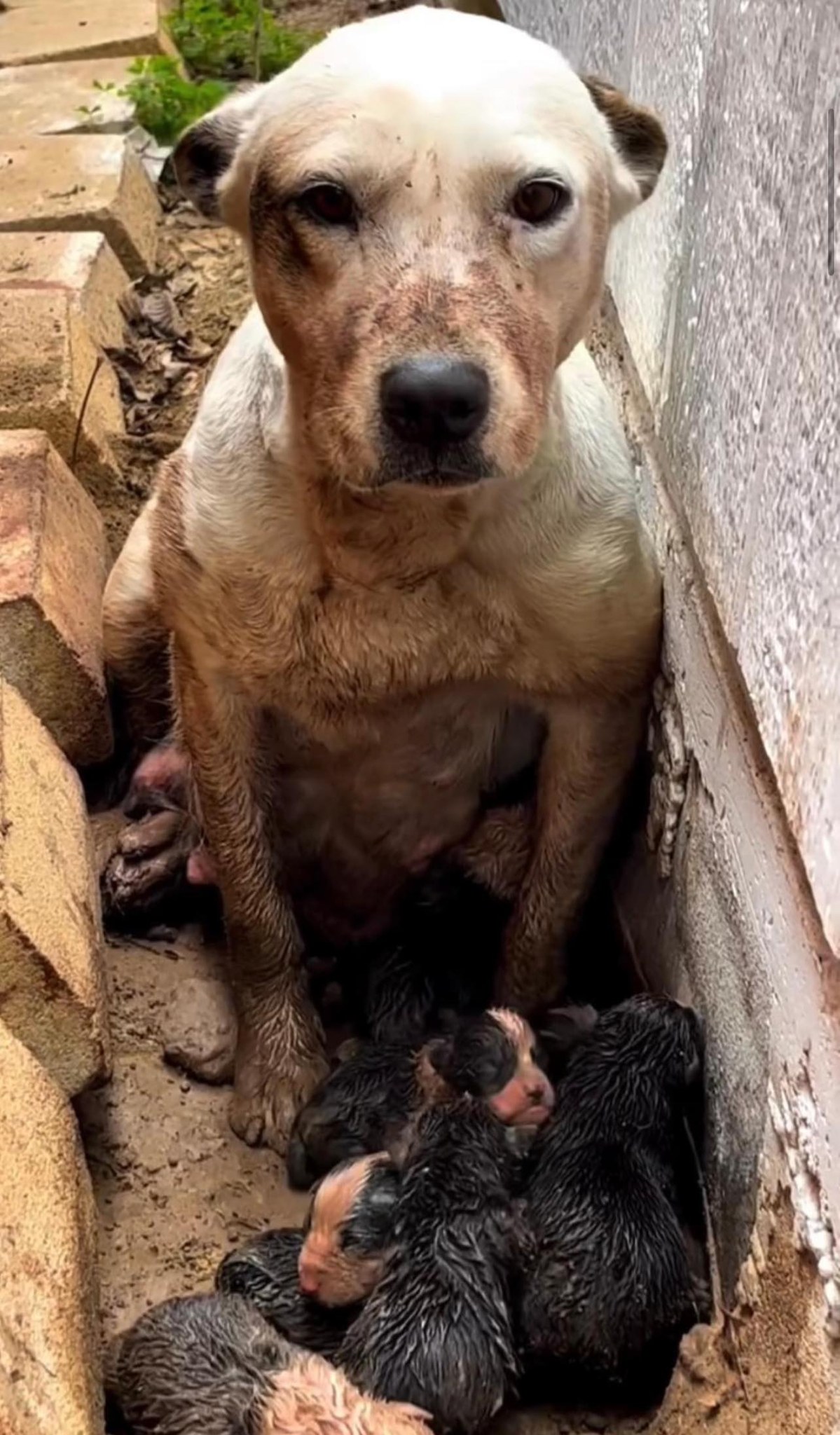 dog covered in mud with puppies