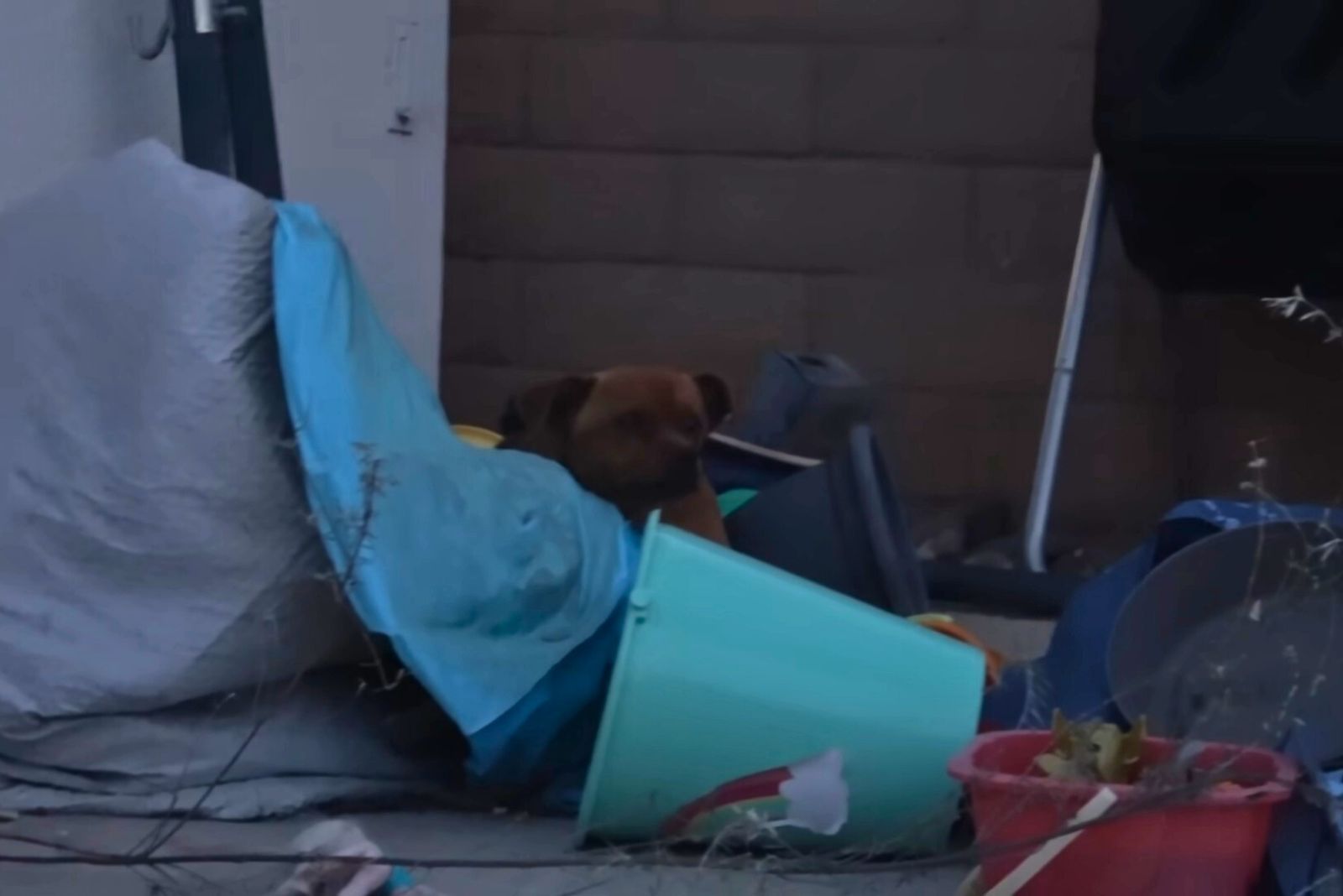 dog hiding in trash