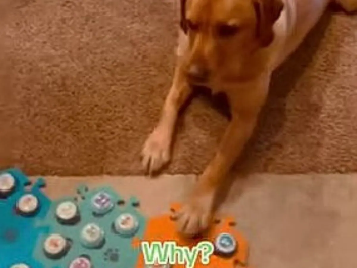 dog holding a paw on gameboard