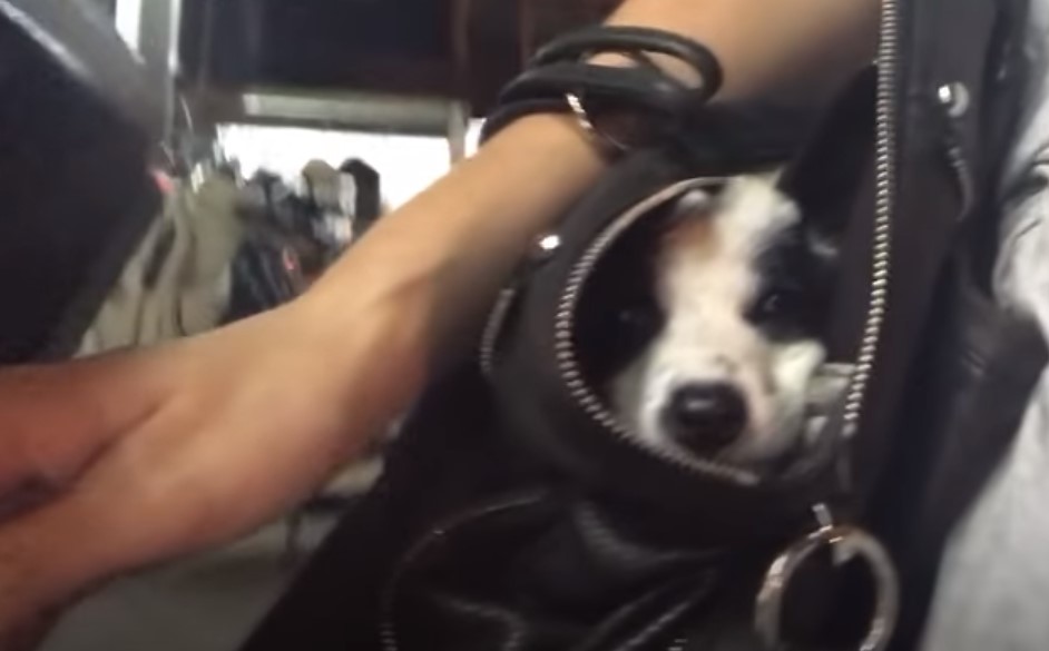 dog in a bag