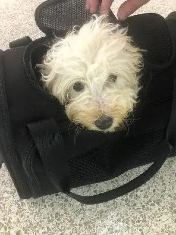 dog in a bag