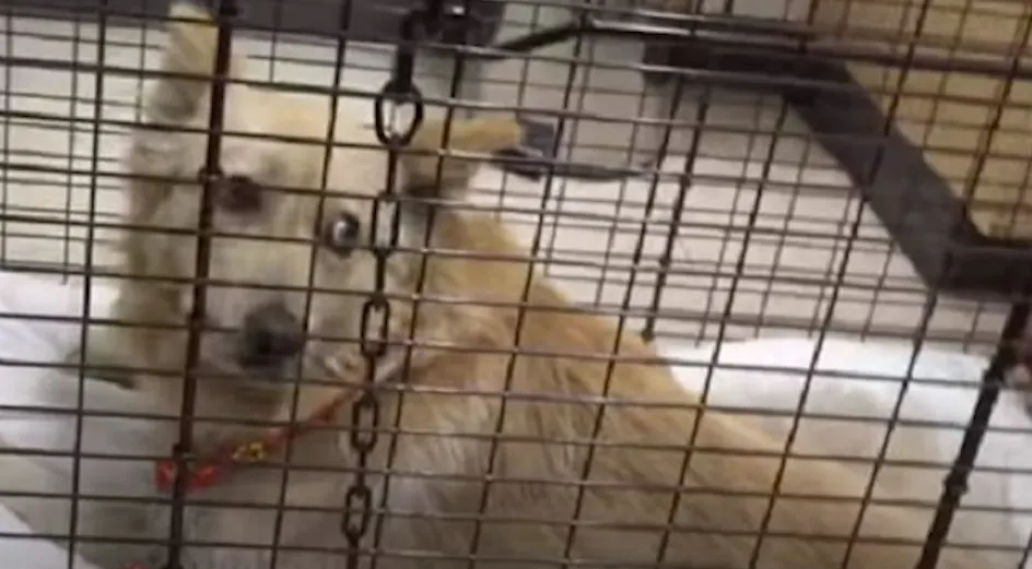 perro en una jaula