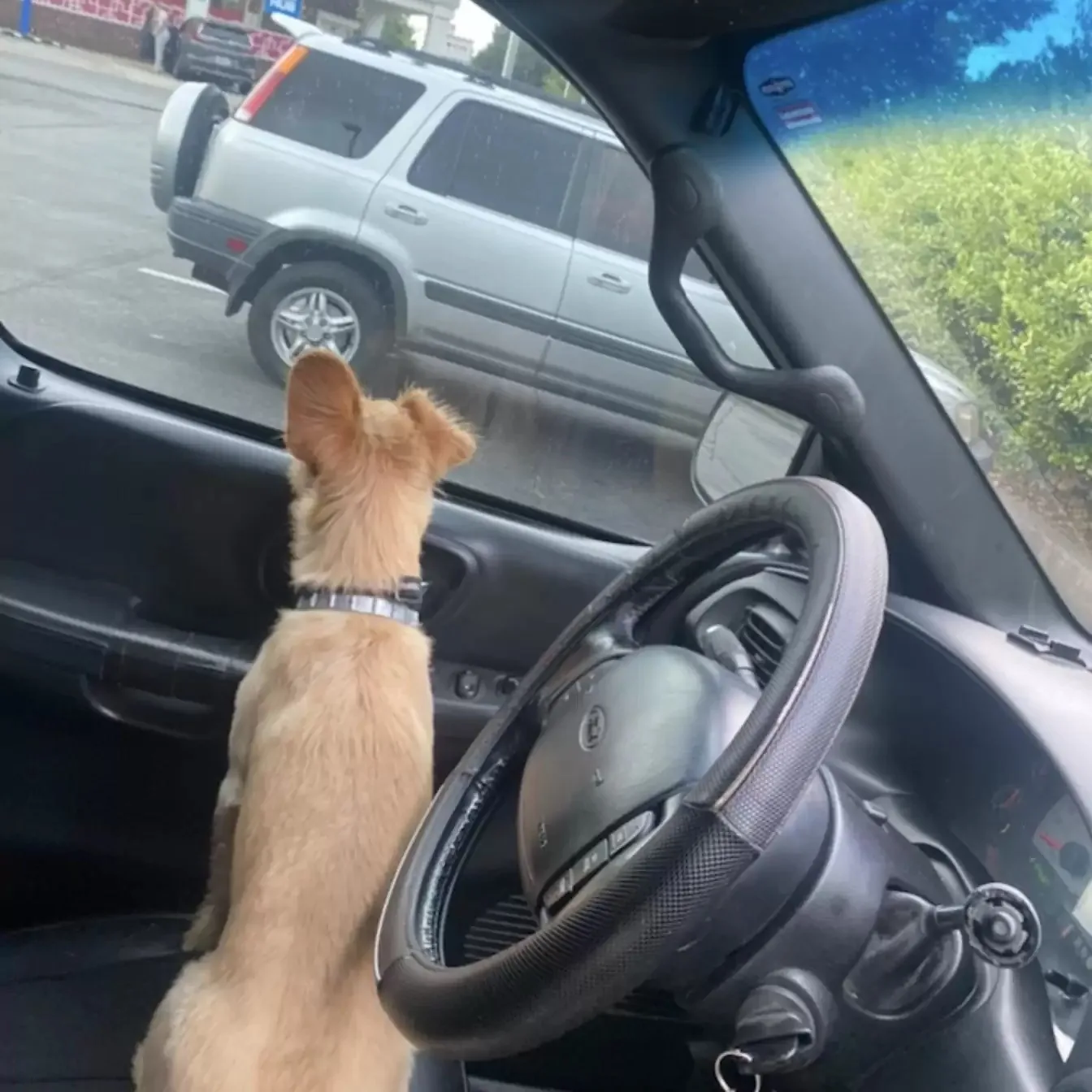 perro en un auto