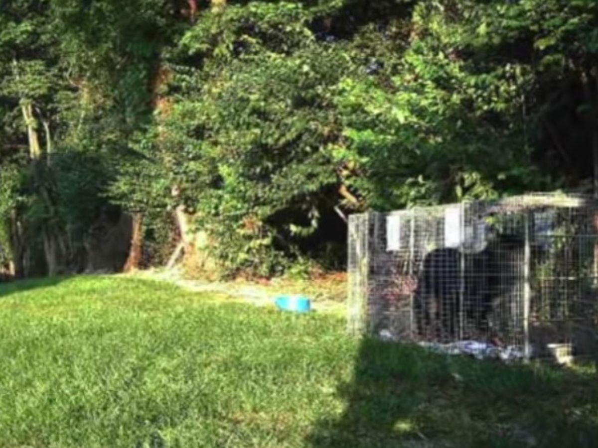 dog in a crate in yard