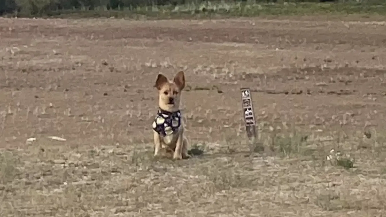 perro en un campo