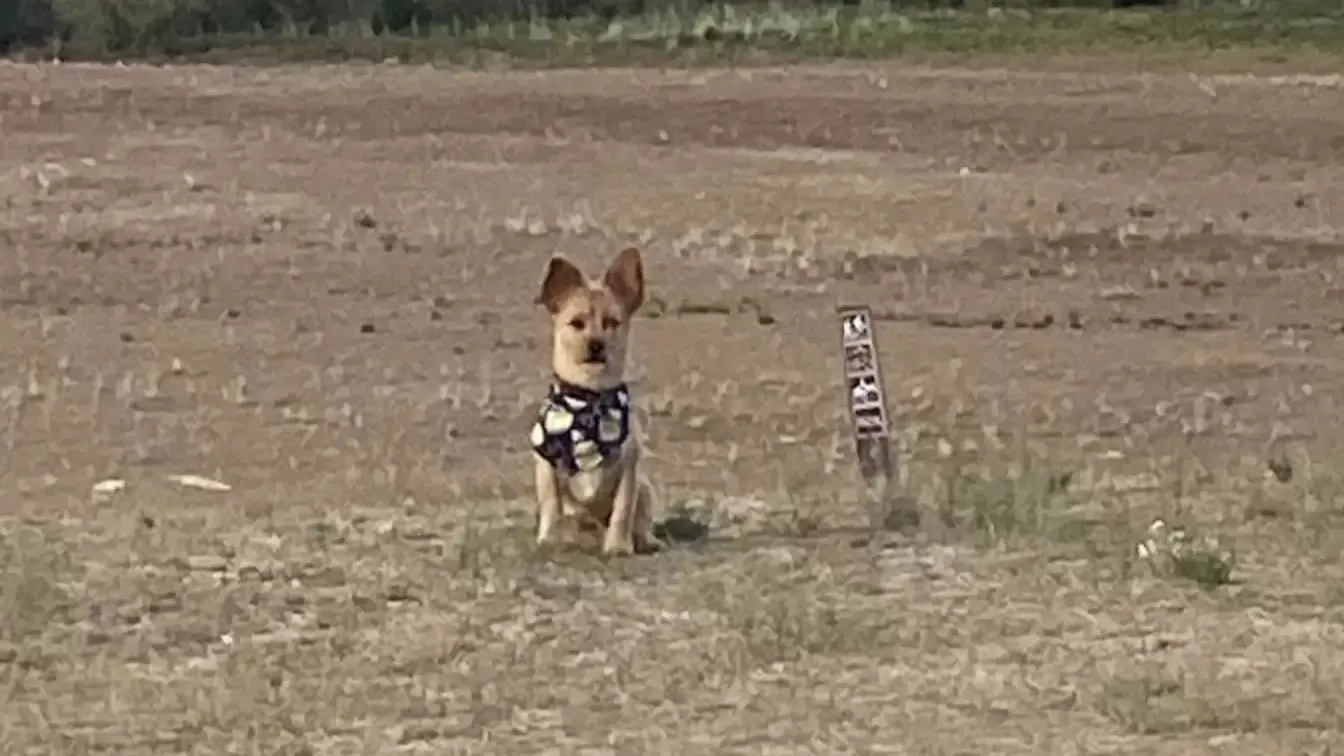 dog in a field