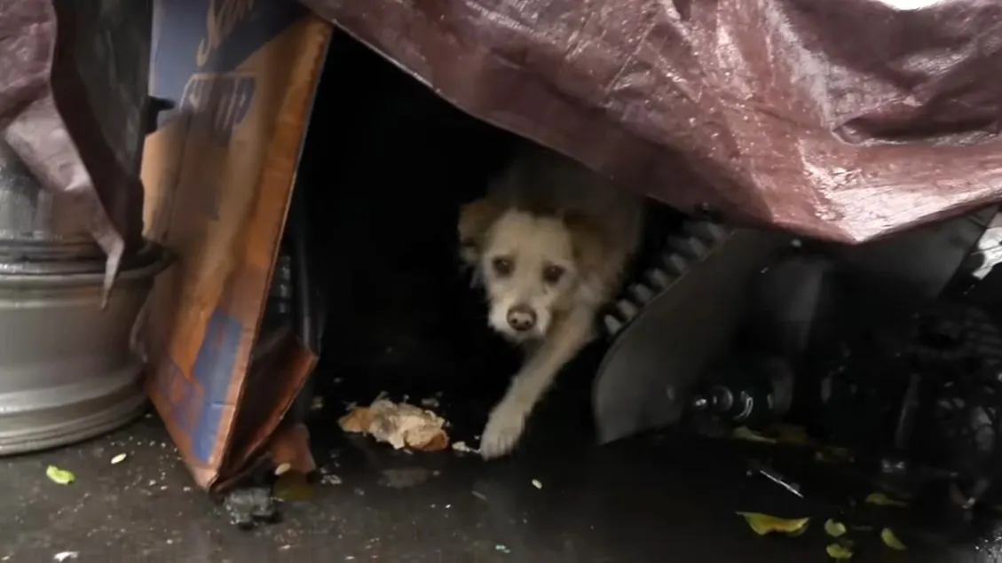 dog in a junkyard