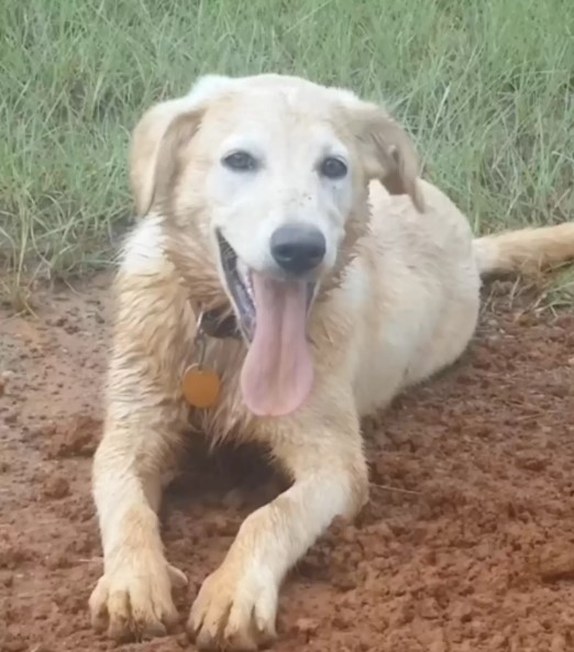 dog in a mud