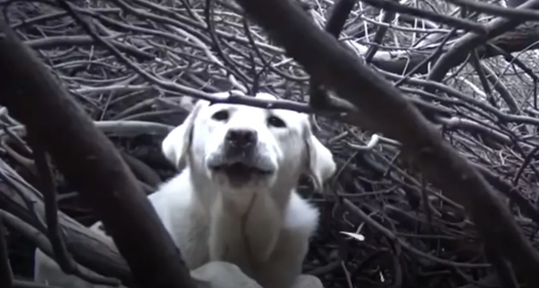 dog in branches