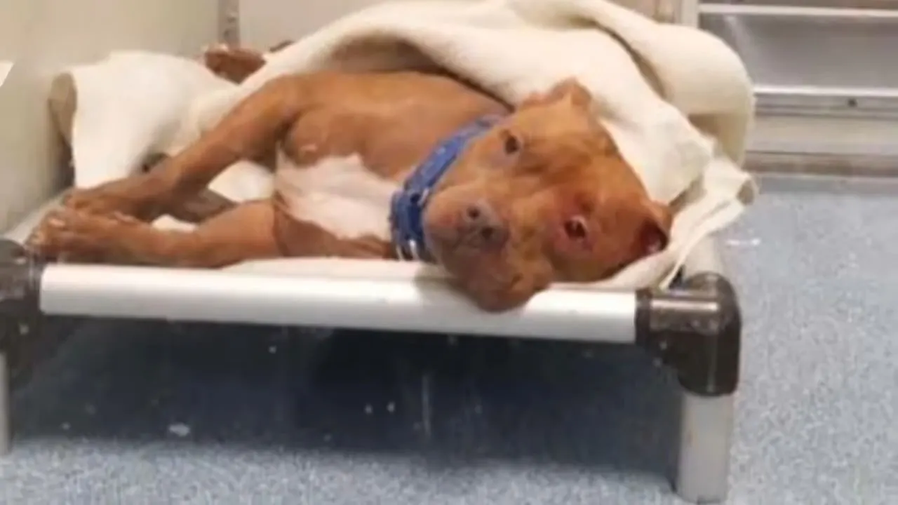 dog laying in the bed with blanket on