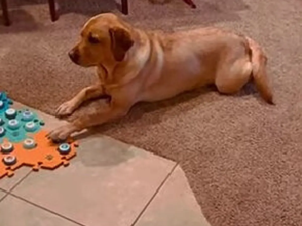 dog laying on the floor