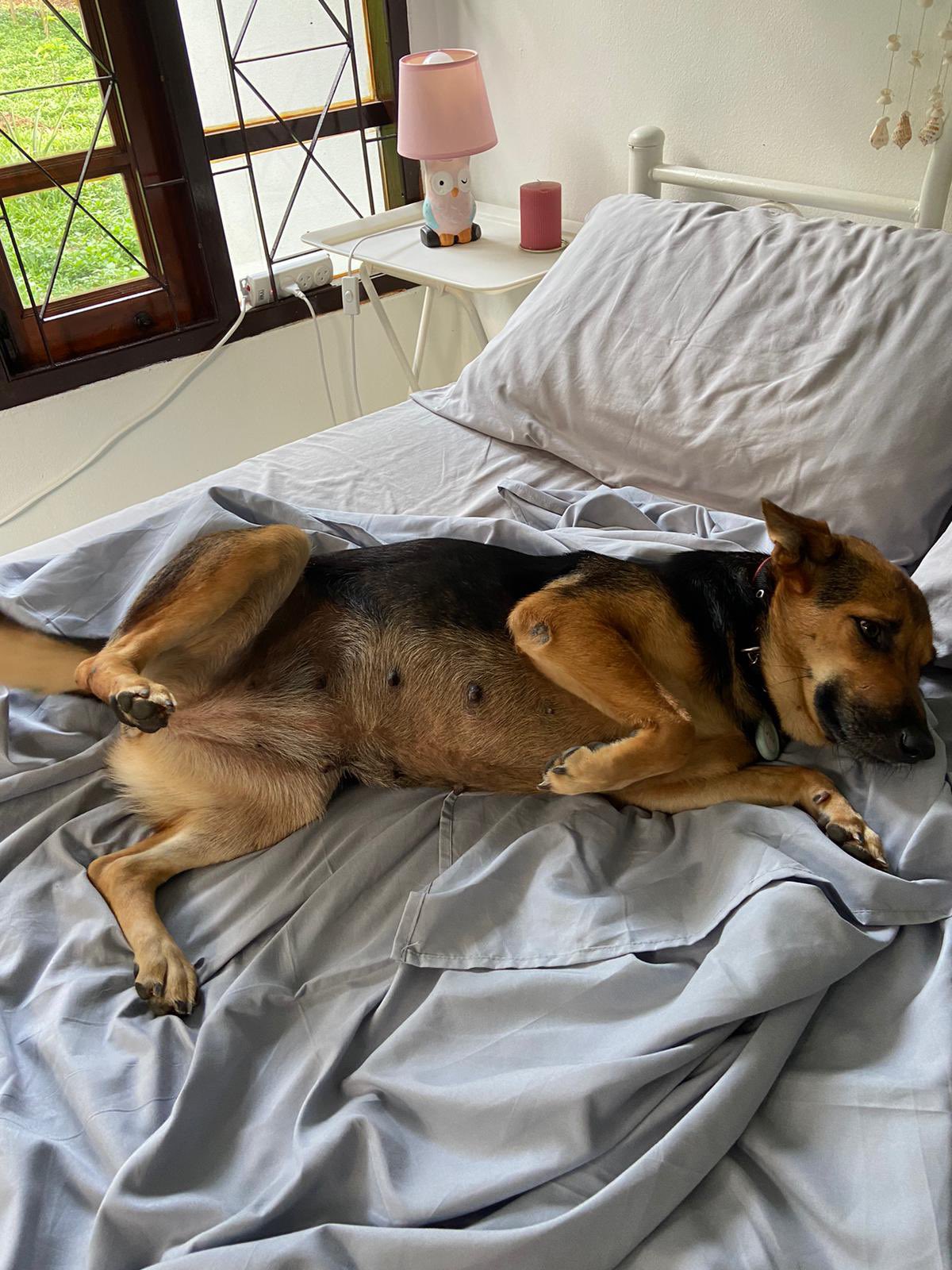 dog lying in bed