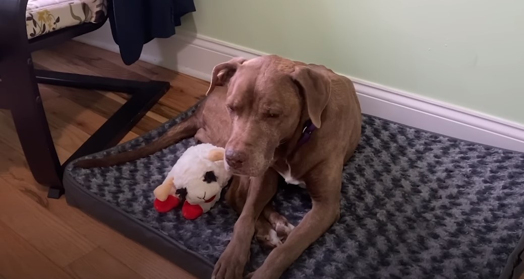 dog lying in dog bed with a toy