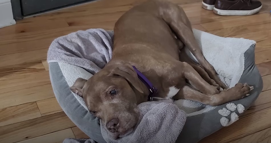 dog lying in dog bed