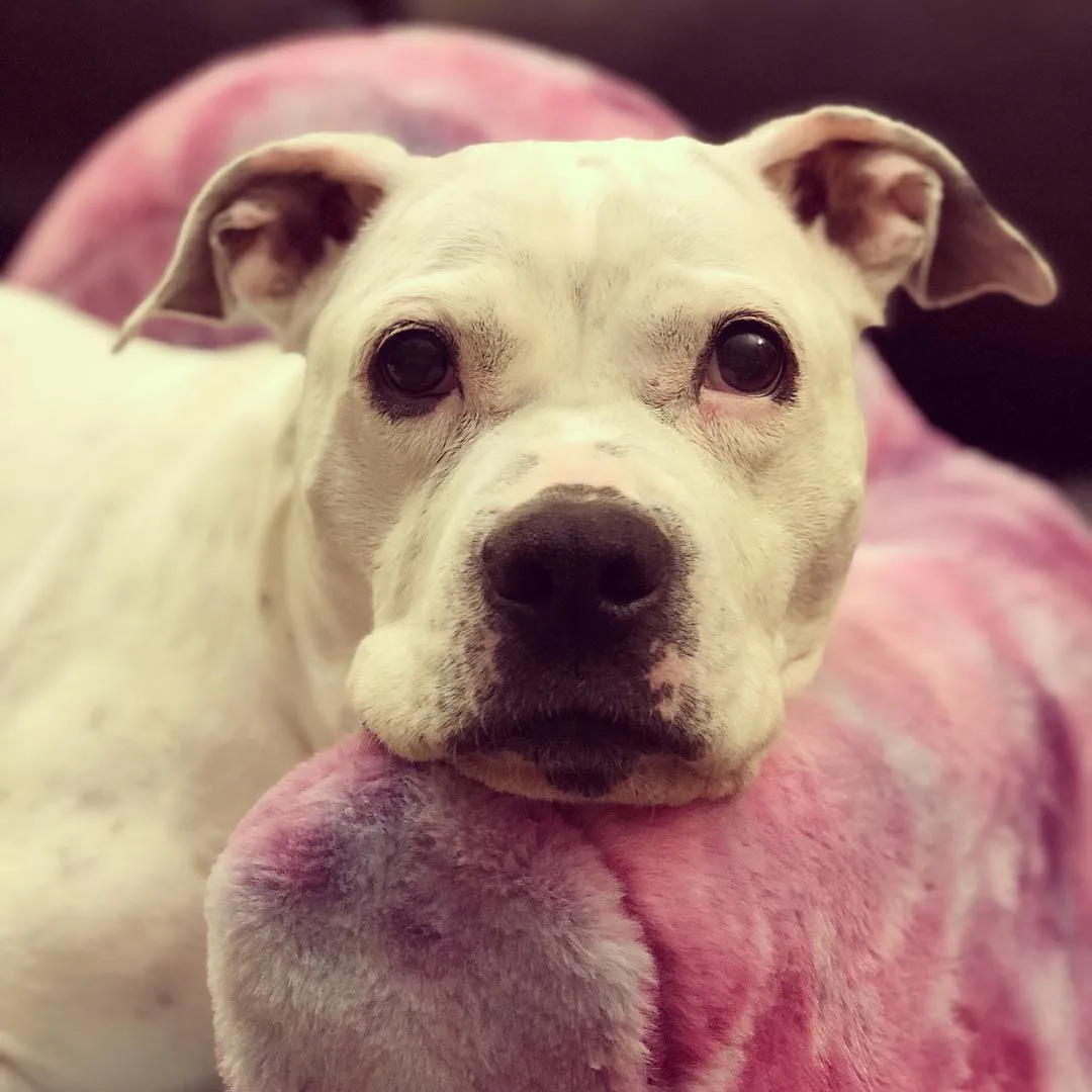 dog lying on pink pillow