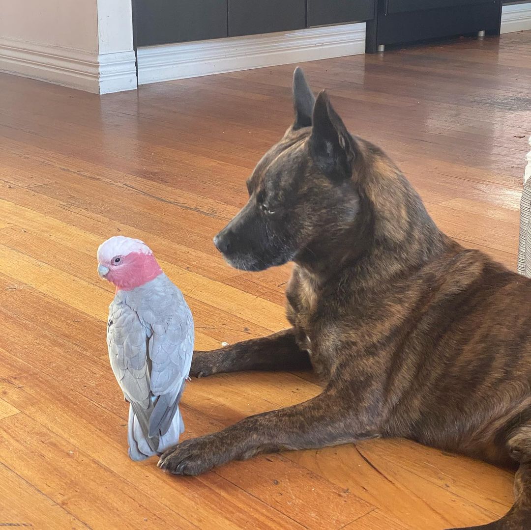 dog lying on the floor next to a parrot