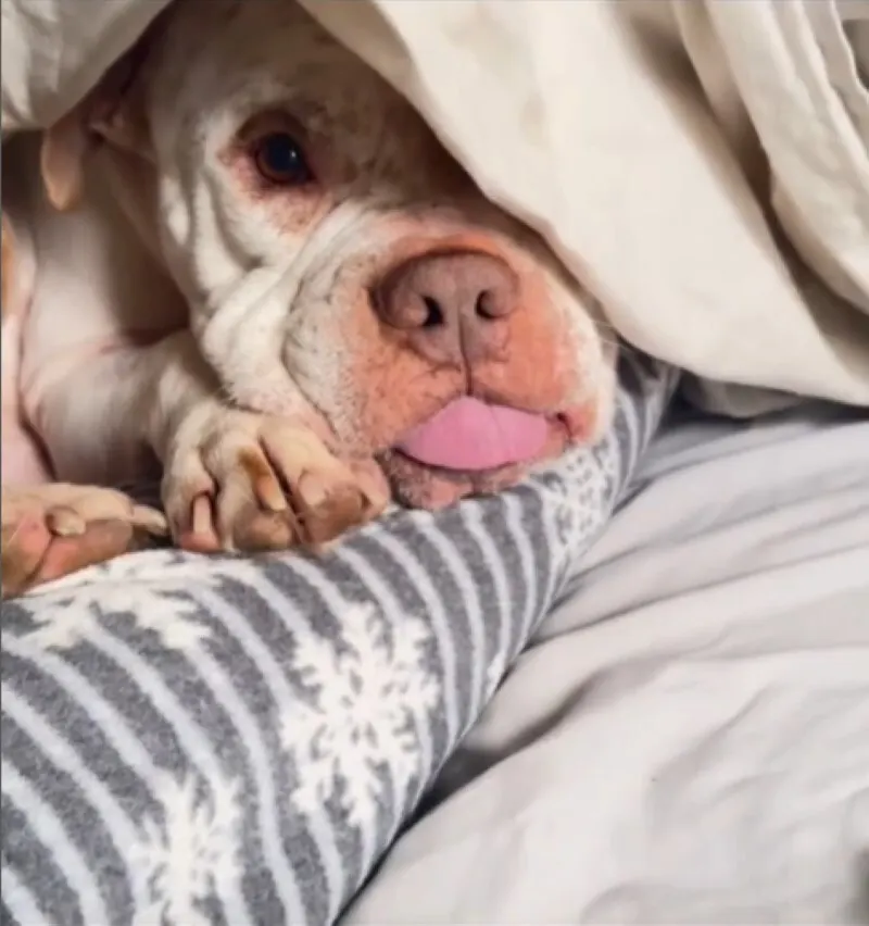 dog lying under blanket