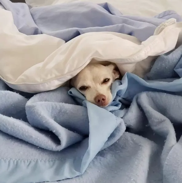dog lying under covers
