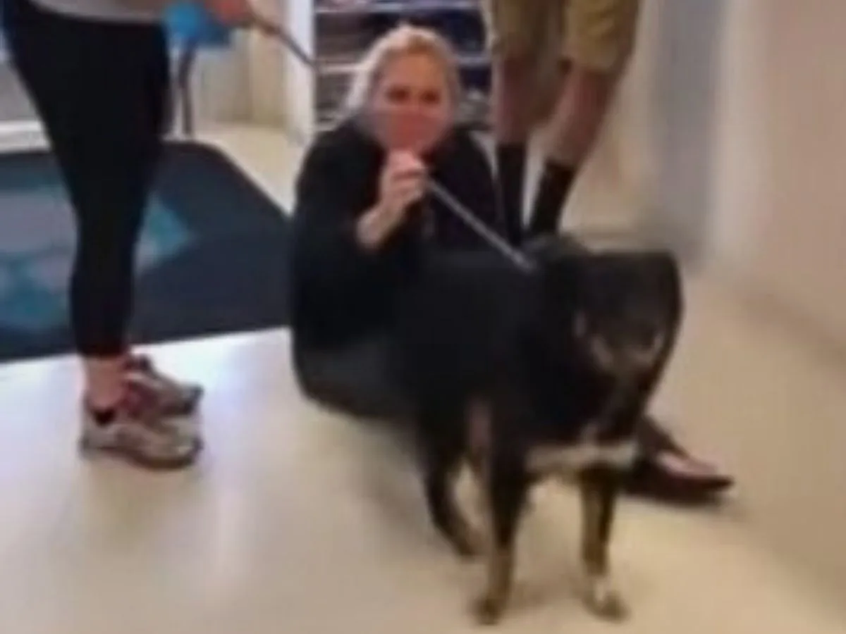 dog on a leash standing in front of people