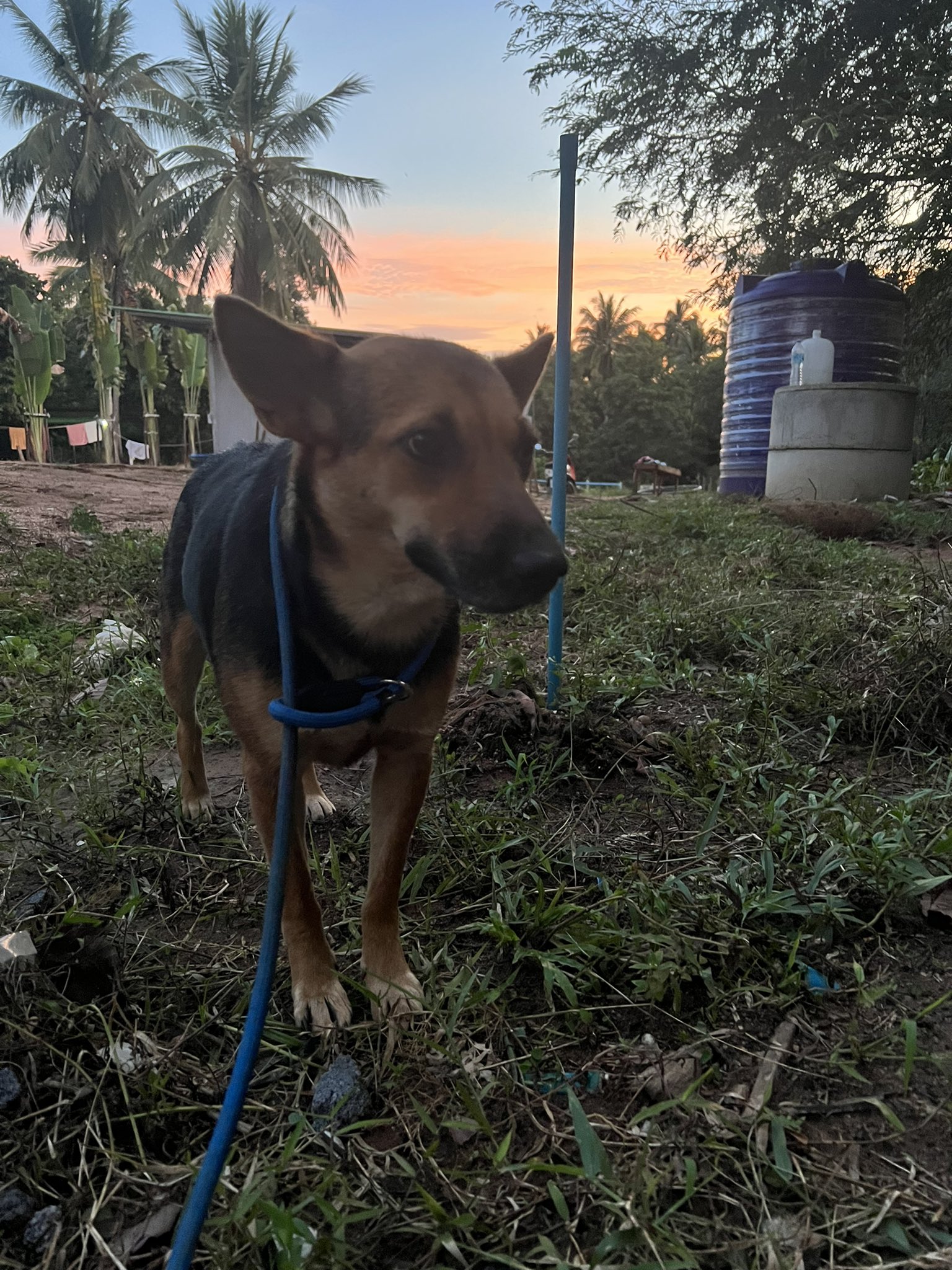 dog on a leash standing in yard