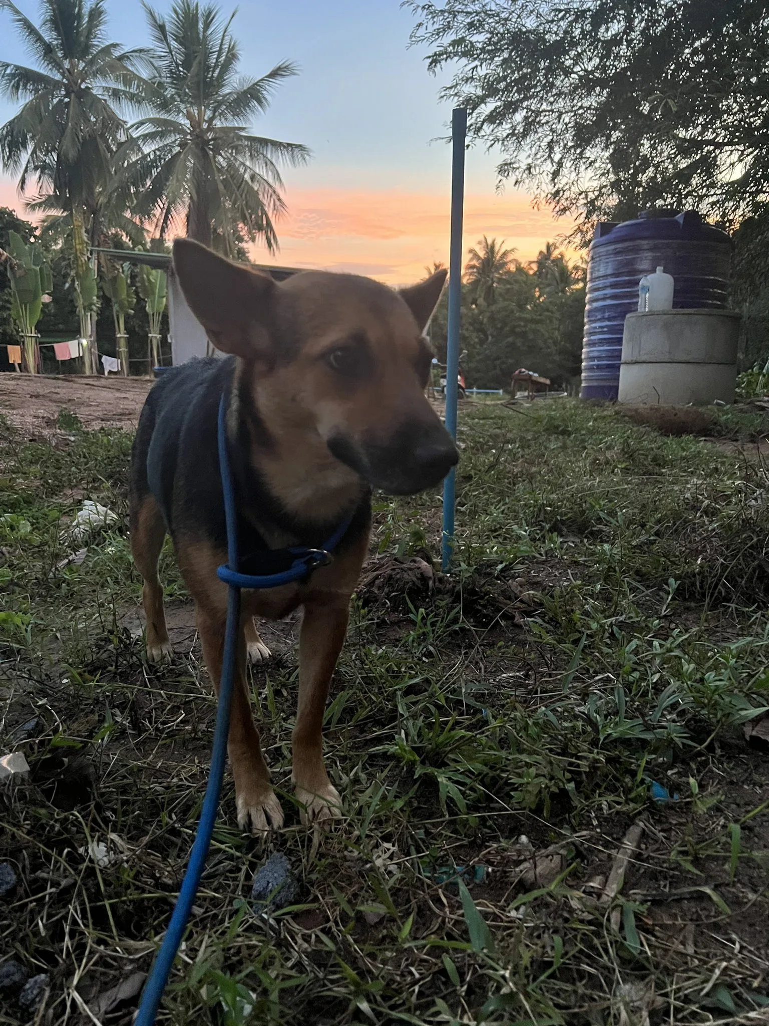 dog on a leash standing in yard