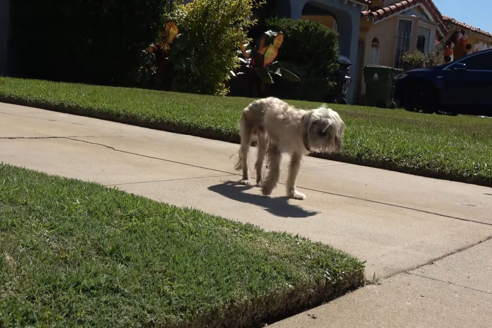 dog on a sidewalk