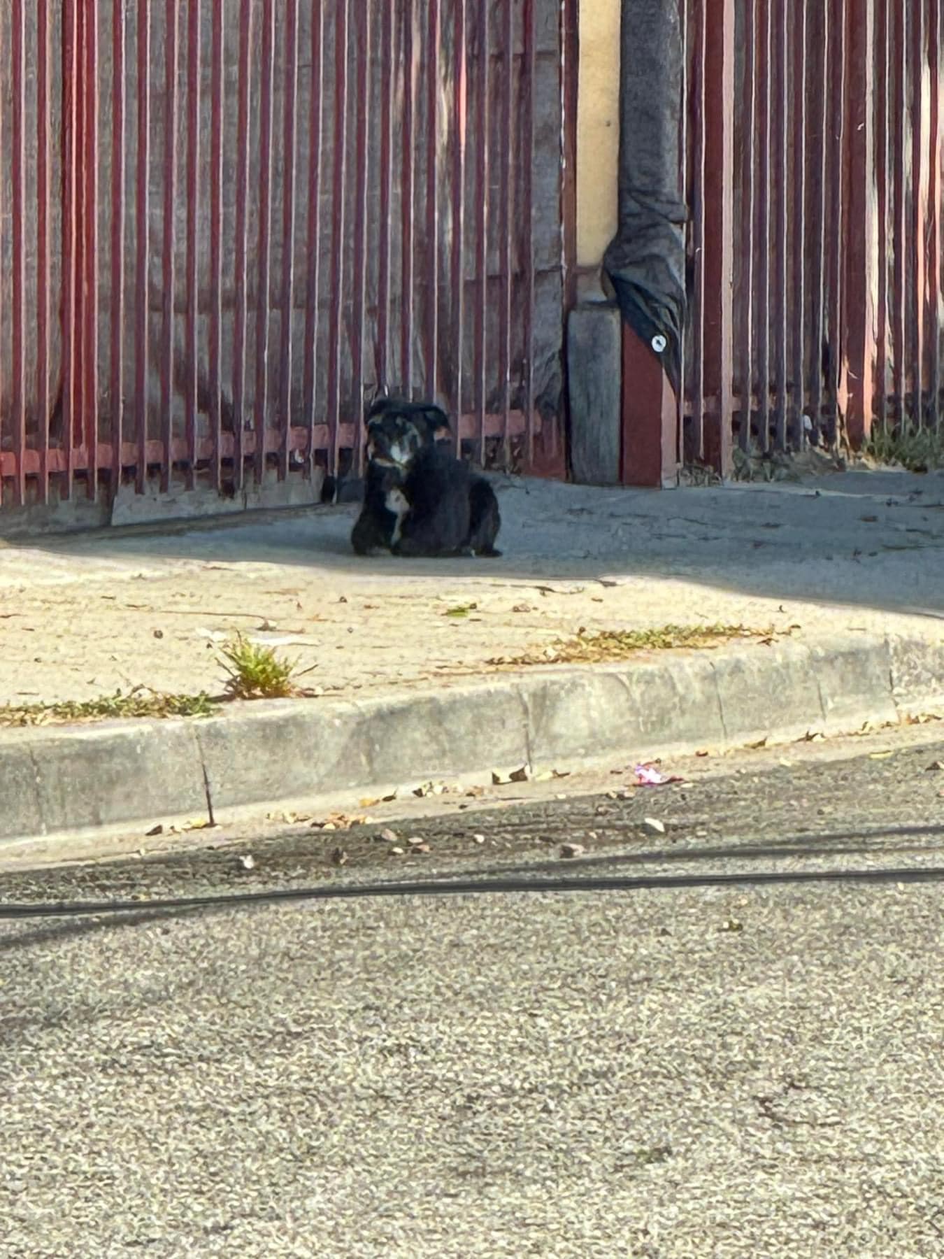 dog on the street