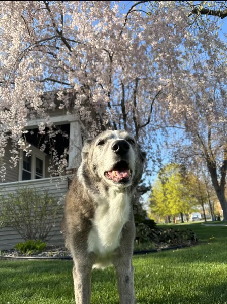 dog outdoor in spring