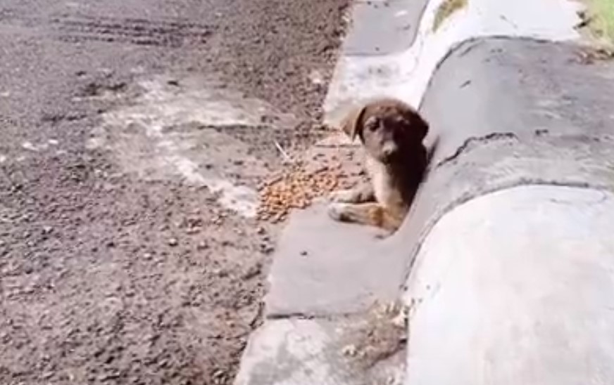 dog peeking through drain pipe