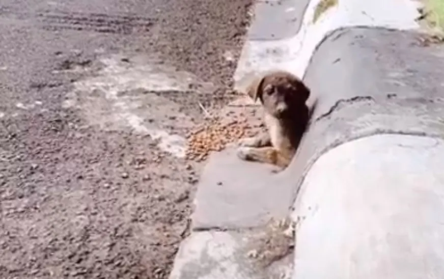 dog peeking through drain pipe