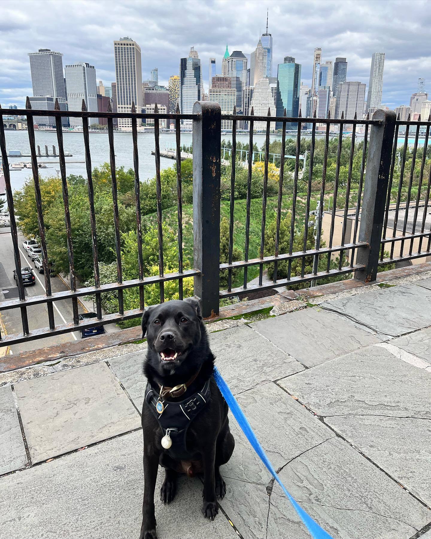 dog-posing-in-front-of-city