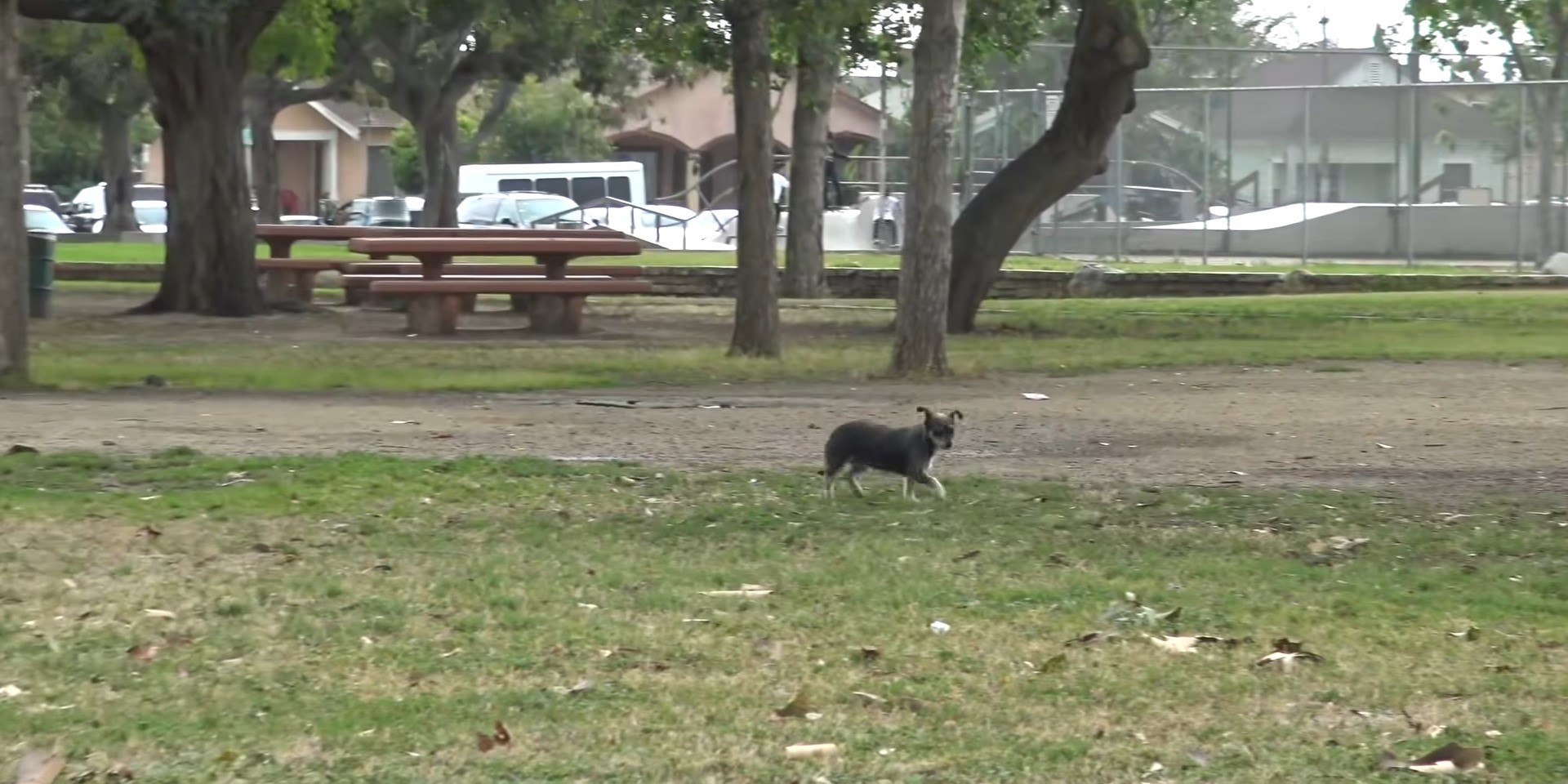 dog running in a park