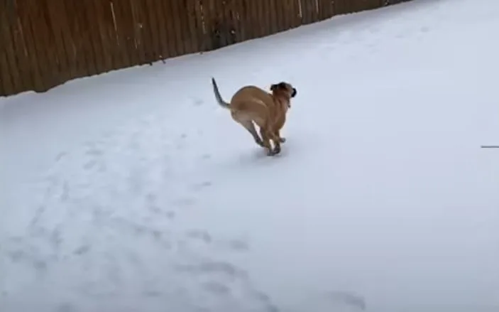 dog running on the snow