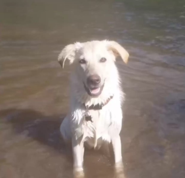 dog sits in the water
