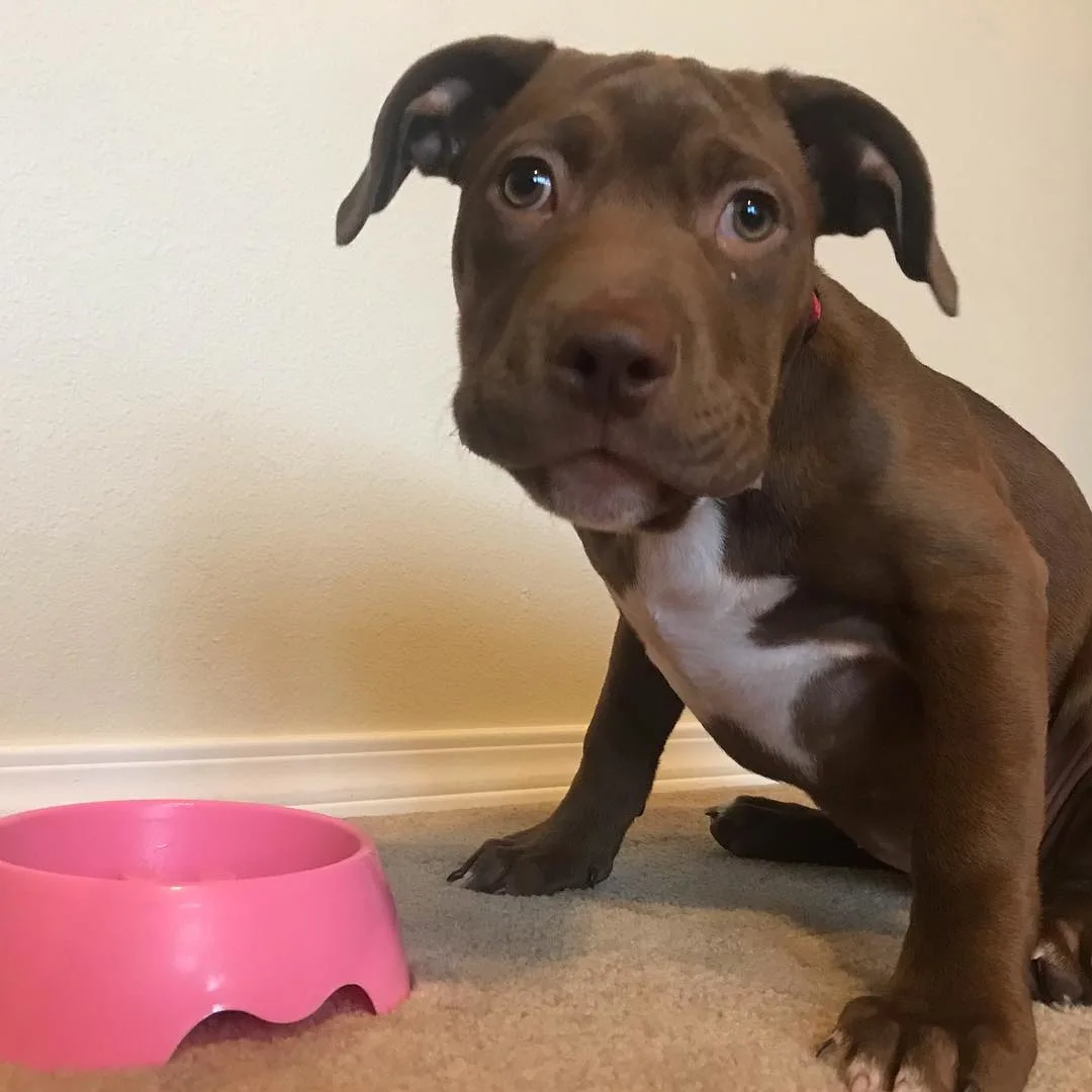 dog sitting next to a pink food bowl