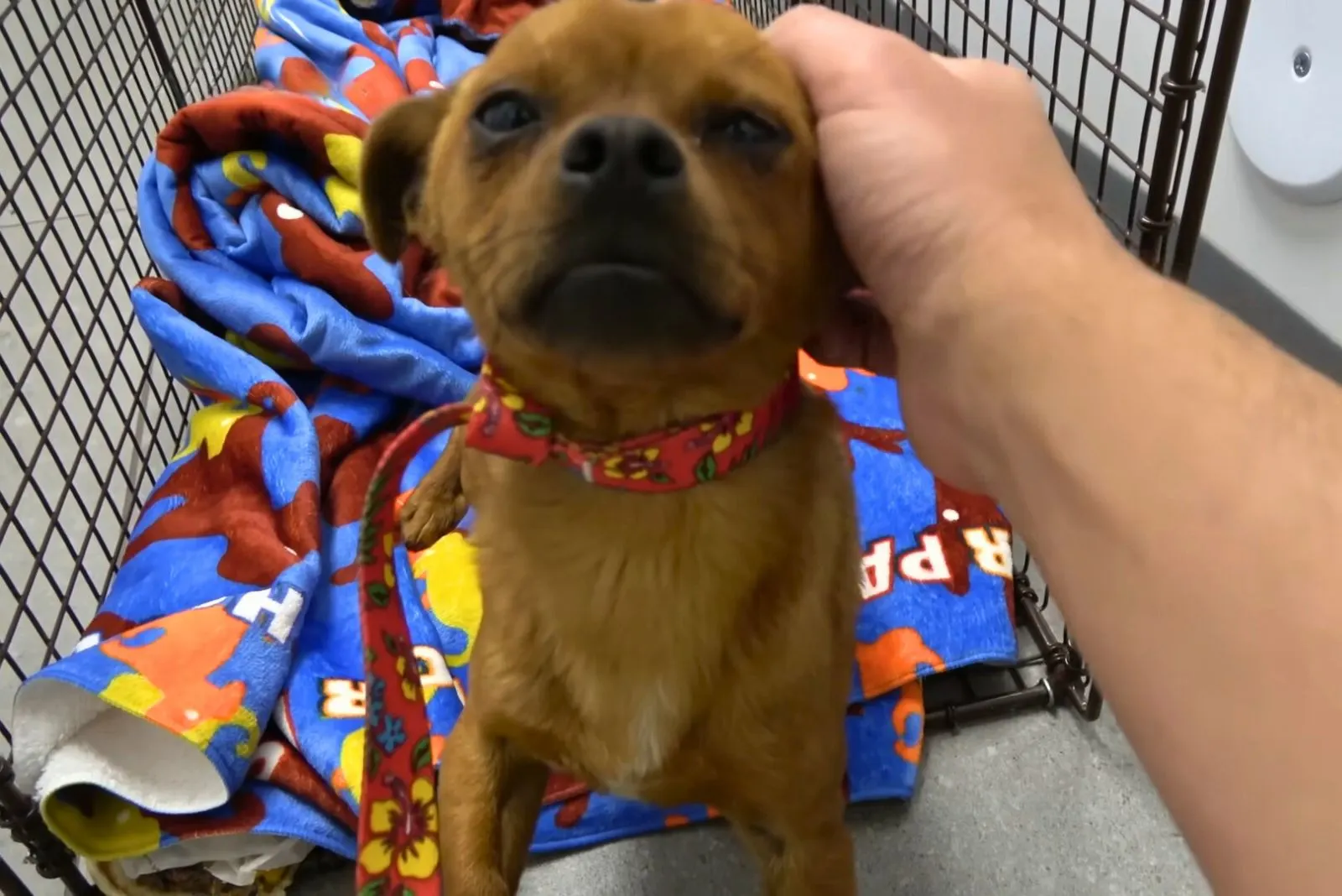 dog sitting on a colorful blanket