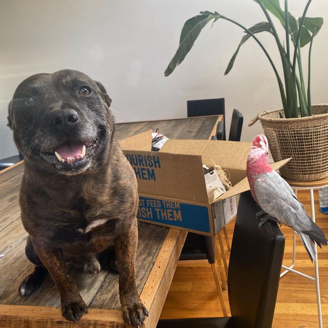 dog sitting on table and parrot on chair