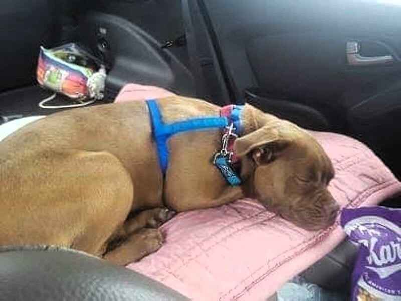 dog sleeping in car