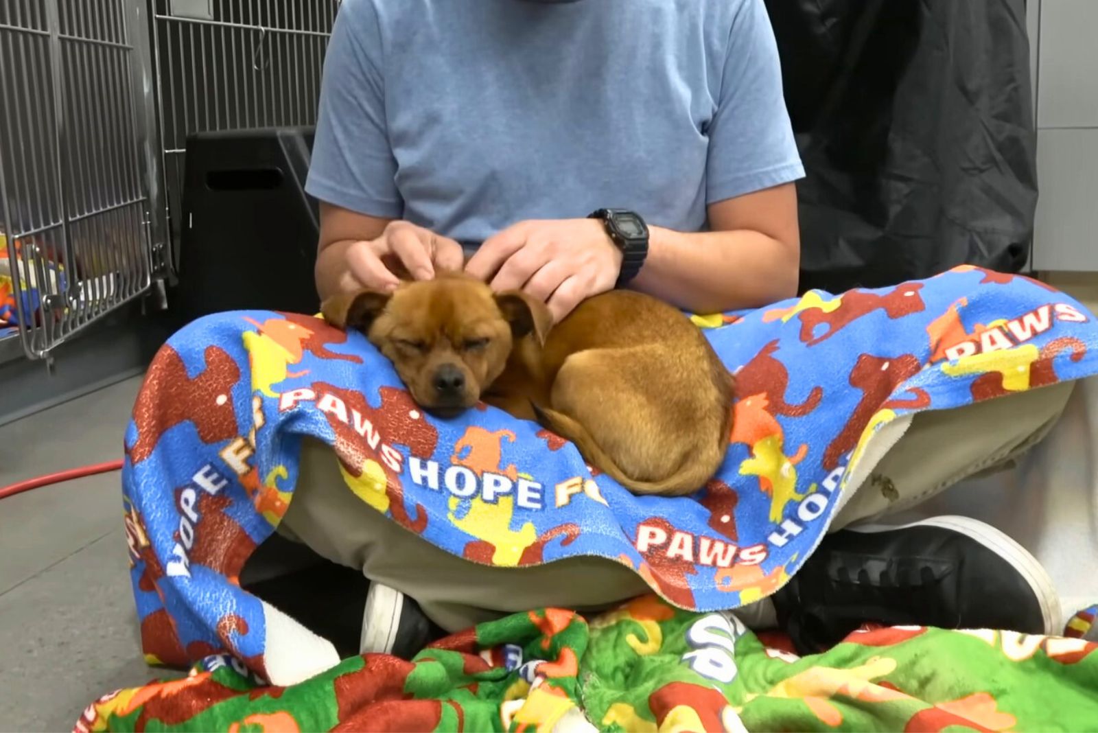 dog sleeping in woman's lap