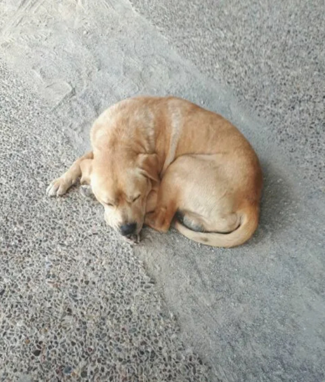 dog sleeping on a concrete