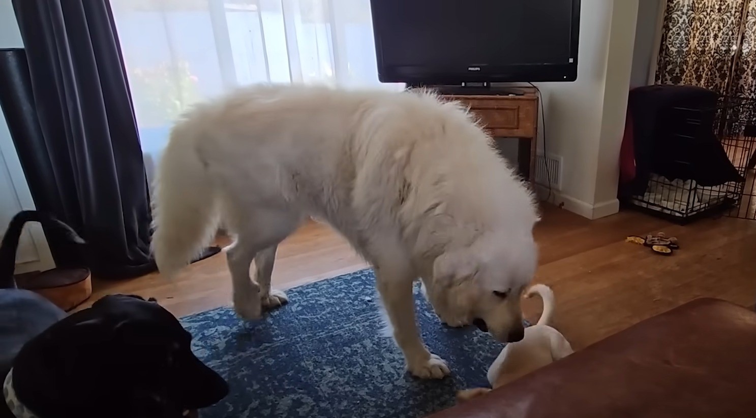dog sniffing at home