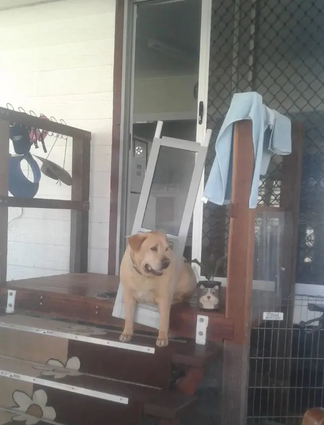 dog standing in front of the house