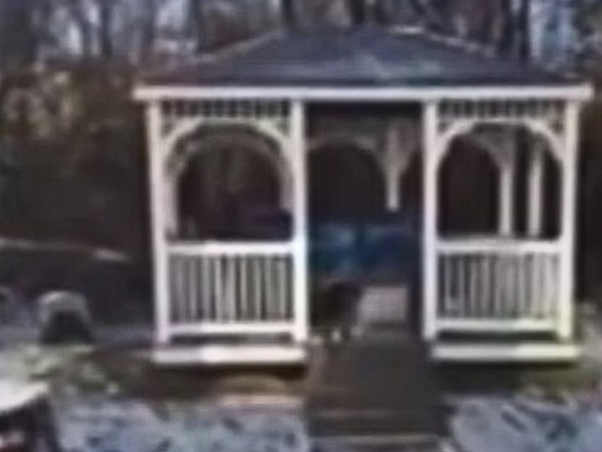 dog standing on porch