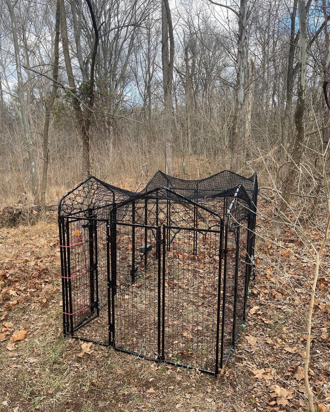 dog trap in the forest